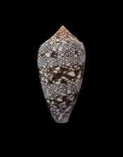Conchiglia Shell CONUS TEXTILE