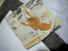 fossili di pesci fossilizzati