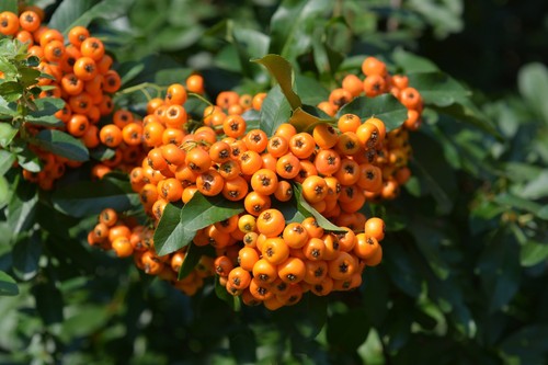 Piracanta arancione pyracantha - piracanta,