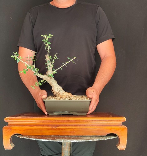 Pre bonsai shoin olivastro - shoin,