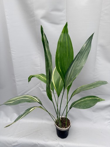 Aspidistra elatior variegata - aspidistra,
