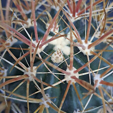 Ferocactus chrysacanthus f