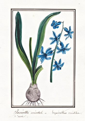 Iris hyacinthus hyacinthe - iris,