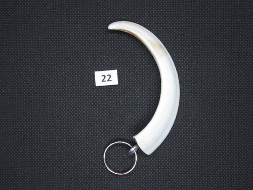 Wild boar tusk pendant no - tusk, (no