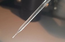 Aghi inseminazione api - regine,