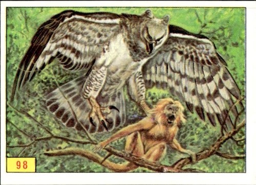 Figurina uccelli panini - figurina, ed.panini
