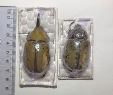 DYNASTES HYLLUS*** coppia con maschio 62mm **** Guerrero,Messico