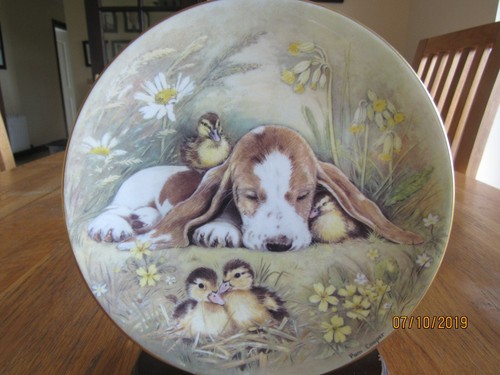 Basset hound puppy ducklings - basset,