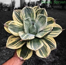 Pianta agave cactus - pianta, di
