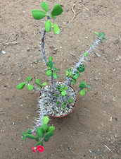 EUPHORBIA MILII ( FIORE ROSSO PICCOLO) - PIANTA DA GIARDINO - VASO Ø10