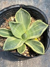 Rara pianta succulenta agave