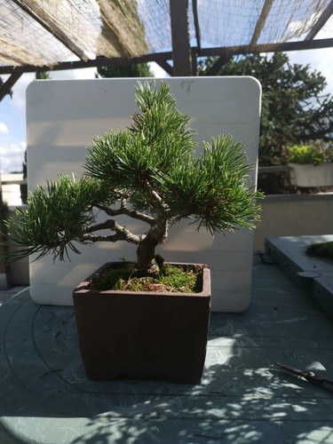 Bonsai pino anni - 14,