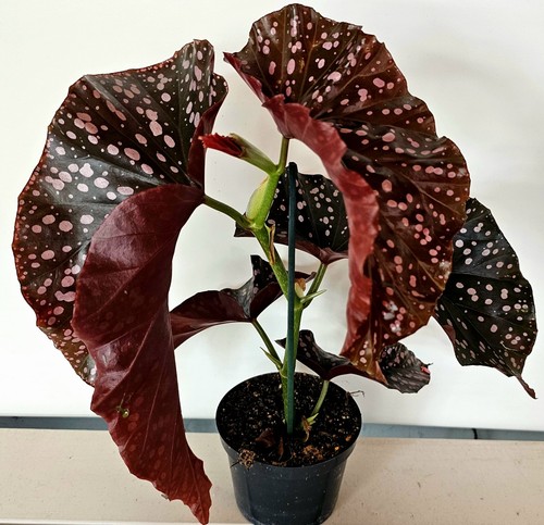 Bella grande begonia - ,