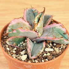 Agave titanota 'Black and