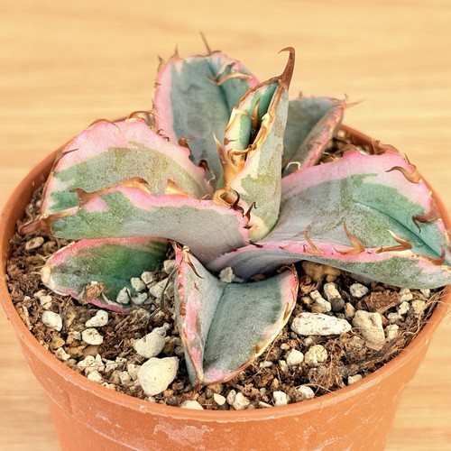 Agave titanota black and - titanota,