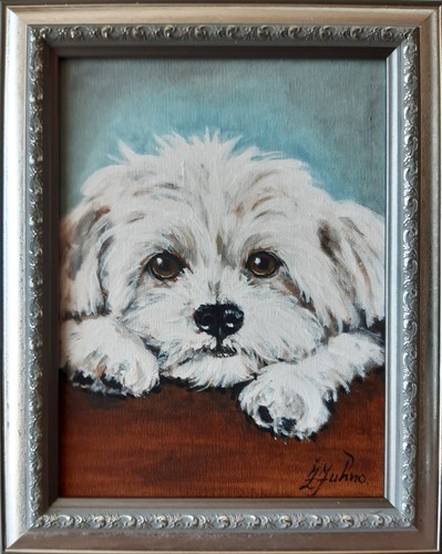 Dipinto olio cane maltese - cane,