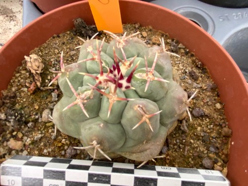 160 thelocactus hexaedrophorus - 160,