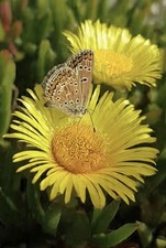 CARPOBROTUS EDULIS _ FICO DI