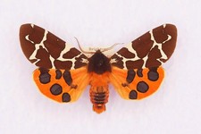 🦋 Set Garden Tiger Moth (Arctia caja) – Authentic British Specimens with Data