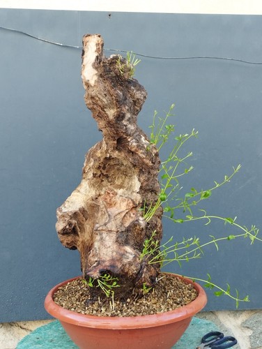 Bonsai olivastro 70x30cm - 70x30cm, in