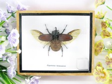 Eupatorus birmanicus - veri