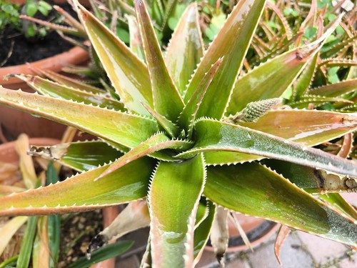 Pianta aloe delaetii 2 - 1,