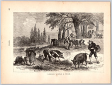 1893 Stampa Illustrazione