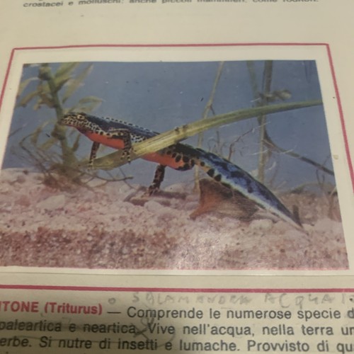 Figurina animali ed - n., 33