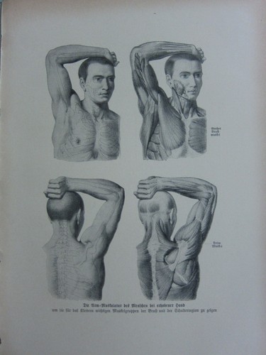 1903 naturale storia - naturale,