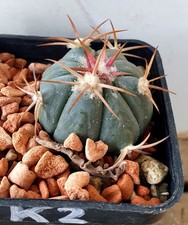 Echinocactus horizonthalonius