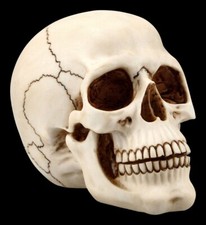 Umano Teschio Con Mascella