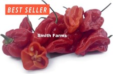 25+ Seeds Dorset Naga Chile