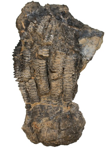 Trias encrinus liliiformis - encrinus,