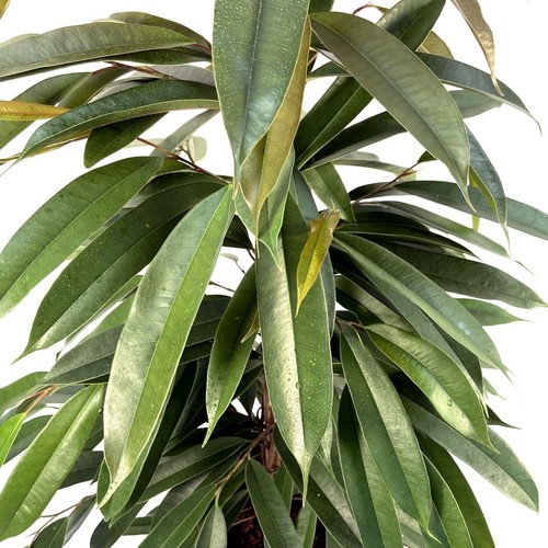 Pianta ficus amstel king - di,