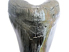 Replica dente megalodonte - replica,