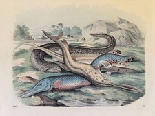 INCISIONE PESCE LUCCIO PIKE