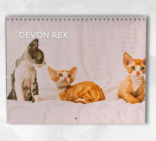 Devon rex calendar 2027 - devon,