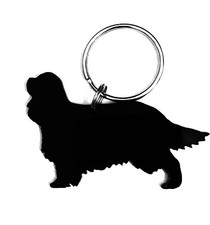 Cavalier King Charles Spaniel