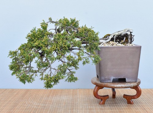 Bonsai esterno albero - esterno,, di