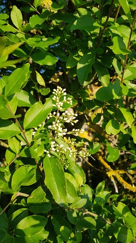 Ligustrum ovalifolium - , /