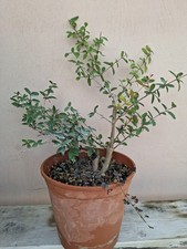 Pre BONSAI Punica granatum Nana - Melograno Nano Vaso D. 20 cm H. 40 Solo Pianta