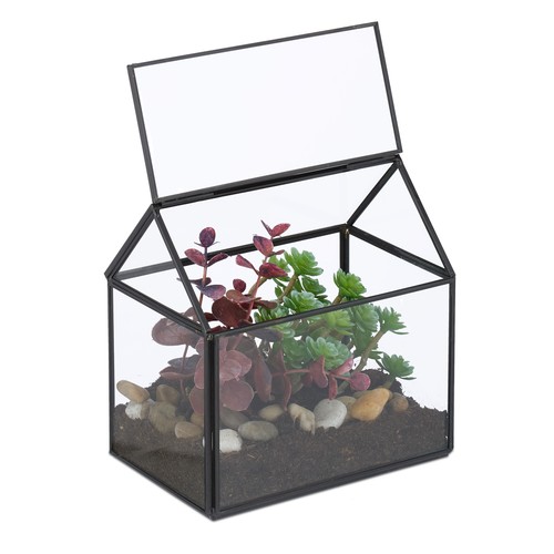 Terrario piante mini serra - piante,