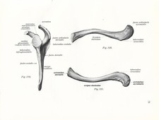 Stampa antica ANATOMIA SCAPOLA