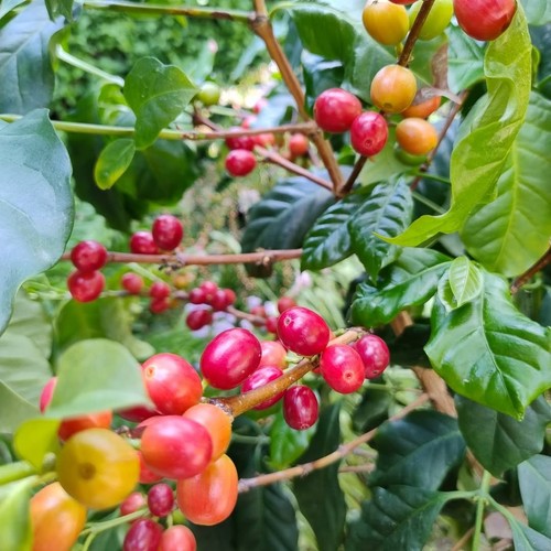 Kartika coffee seedss - kartika, 120