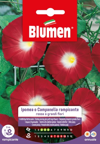 Semi ipomea campanella - ipomea,