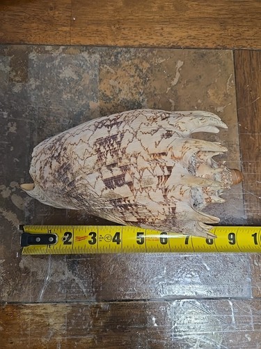 Aulica imperialis volute - aulica,