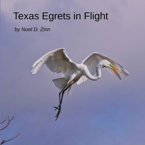 Texas egrets flight - in, by