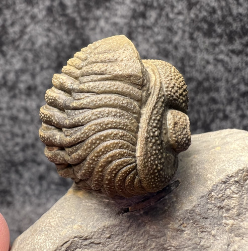 Moroccops trilobite fossil - trilobite, –