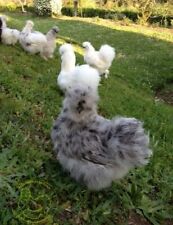 Uova moroseta con barba (galline ornamentali)