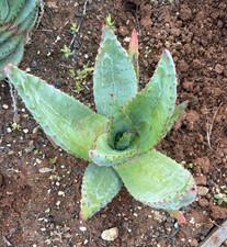 ALOE FEROX - PIANTA DA